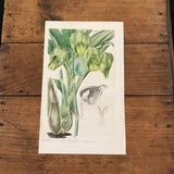 Pale-Yellow Catasetum Orchid, Original 1837 Hand Colored Curtis Botanical Engraving