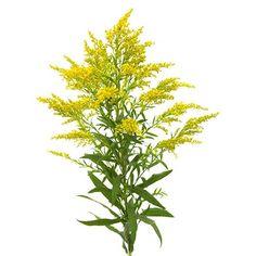 SOLIDAGO - Flowers We Love - Flower.Style Magazine Flower Delivery