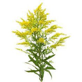 SOLIDAGO - Flowers We Love - Flower.Style Magazine Flower Delivery