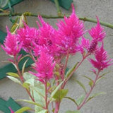Celosia selosia plumosa seeds mix - 100 seeds -code 120