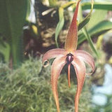 10 seeds of BULBOPHYLLUM ORCHIDEA - orchids - high quality seeds selected top