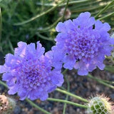 Dwarf Pincushion Flower Seeds (Scabiosa columbaria)
