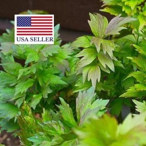 Herb Lovage 300 Seeds - Levisticum Officinale - home growing herbs all year
