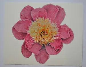 Colored Pencil Drawing of a Peony Bloom, 8 x 10, Gicl???e Print