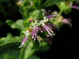patchouli flower Flower Delivery