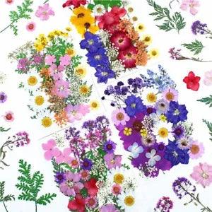Dried Flower Plant Pressed Flower for Resin Mold Filling DIY Phone Floral Crafts