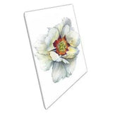 Stunning Watercolour Botanical Illustration Of White Peony Flower Print Canvas