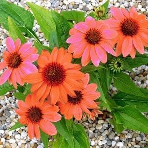 SOFT ORANGE CONEFLOWER Echinacea hybrida, 3 Seeds