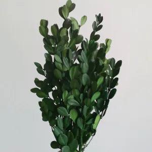Natural Dried Flower Eternal Leaves Boxwood Branch Bouquet DIY Home Party Decor