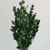 Natural Dried Flower Eternal Leaves Boxwood Branch Bouquet DIY Home Party Decor