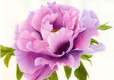 Peony Flower, Botanical Print from an Original Watercolour and Pencil Painting