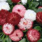 100 Seeds-English Daisy Mix Bellis Flower Seeds-pv449- Bellis Perennis-Excellent Biennial /attract butterflies/bees.