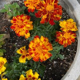 Marigold seeds (100)