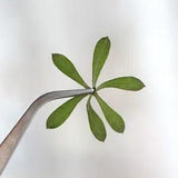 M&T 12PCS Real Pressed grass flower, floral supply leaves for art craft FSS67