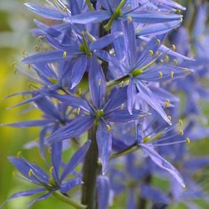 GIANT CAMAS Camassia Leichtlinii Great Large Camass Blue Indigo Perennial 10 Seeds