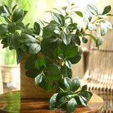 Artificial Peperomia Hope Stem, Quality Foliage Branch, Faux Plant with Leaf, Home Greenery Decor, Rustic Floral Arrangement, Realistic Twig