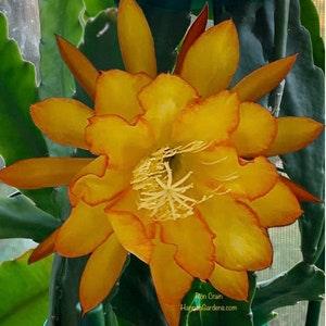 1 unrooted cutting/ leaf/ stem Super Rare Hot  Ron Crain Epiphyllum Orchid Cactus 6-8???