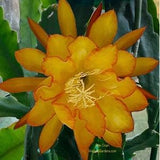 1 unrooted cutting/ leaf/ stem Super Rare Hot  Ron Crain Epiphyllum Orchid Cactus 6-8???