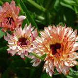 Marigold Strawberry Blonde' - 250 seeds - Calendula officinalis 'Strawberry Blonde'