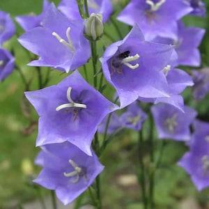 TALL BELLFLOWER, Peach Leaved Bellflower Campanula persicifolia 20 Seeds