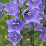 TALL BELLFLOWER, Peach Leaved Bellflower Campanula persicifolia 20 Seeds