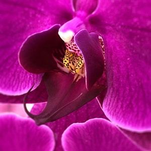 Magenta Orchid