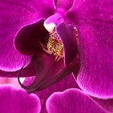 Magenta Orchid