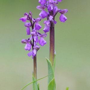Anacamptis morio bulb or seed pod and substrate. the green-winged orchid or green-veined orchid, Orchis morio, purple flower orchid bulbs