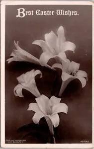 RPPC Easter Lily Lilies Germany Bromide c1910 H Wessler photo postcard FP2
