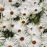 Ice Plant- Livingston Daisy- White-  100 Seeds -    - New