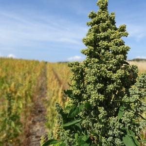 150 Cherry Vanilla Quinoa Seeds - Chenopodium quinoa - Non-GMO Ancient Grain!