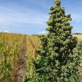 150 Cherry Vanilla Quinoa Seeds - Chenopodium quinoa - Non-GMO Ancient Grain!