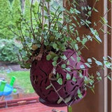 Large Kokedama Planter Made Easy for Succulents, Ferns, Orchids, Jade, Spider Plants, Cactus and Much More - Nontoxic Material