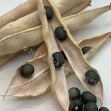 Fort Portal Jade Bean - Pole/Semi-Bush Bean - Rare (Non GMO, Open Pollinated Seeds, Min. 10 Per Pack, Grown and Packaged in Canada)