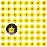 60PCS Yellow Pressed Dried Sunflowers for Crafts Margarita-yellow