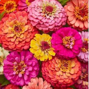 100 Mixed Colours Cut and Come Again Zinnia Seed, Open-Pollinated, Non-Hybrid & Non-GMO Heirloom Flower Seeds, Container Friendly