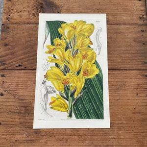 Yellow Phaius Orchid, Original 1842 Hand-Colored Curtis Engraving, Antique Botanical Print
