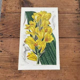 Yellow Phaius Orchid, Original 1842 Hand-Colored Curtis Engraving, Antique Botanical Print