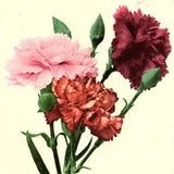 c1910 CARNATIONS FLORAL GREETINGS CARD POSTCARD 46-68
