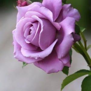 Light purple rose seeds- - 20 seeds -CODE 357