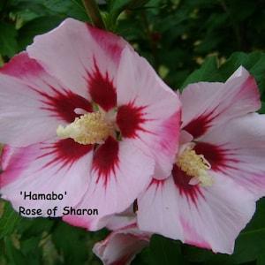 Hamabo Hibiscus (H. syriacus) Cold Hardy Flowering Shrub - 10 seeds