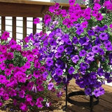 Petunia grandiflora nana mixed seeds,50 seeds, code 065