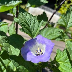 Apple of Peru Seeds (10) - Shoo-fly Plant