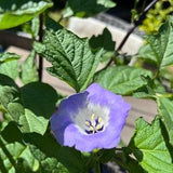 Apple of Peru Seeds (10) - Shoo-fly Plant
