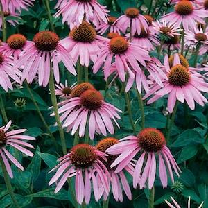 Echinacea, Purple Coneflower | 25 Seeds | Echinacea purpurea | Wildflower | 24" Tall | Heirloom Perennial Cut Flower