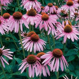 Echinacea, Purple Coneflower | 25 Seeds | Echinacea purpurea | Wildflower | 24