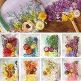 Daisy Eternal Flower Dried Flower DIY Material Pack/