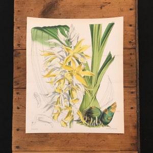 Yellow Swamp Orchid, Original 1873 Hand Colored Antique Print, Custis's Botanical Magazine