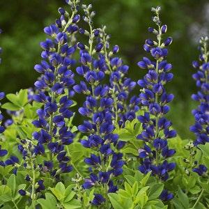 BLUE INDIGO Baptisia Australis Perennial 10 Seeds