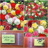 Carnation Mix Flowers ~50+ New Seeds Rare Heirloom Flower Mix Colors